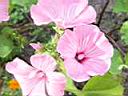 225_Flowers in Schlob Sanssouci.JPG